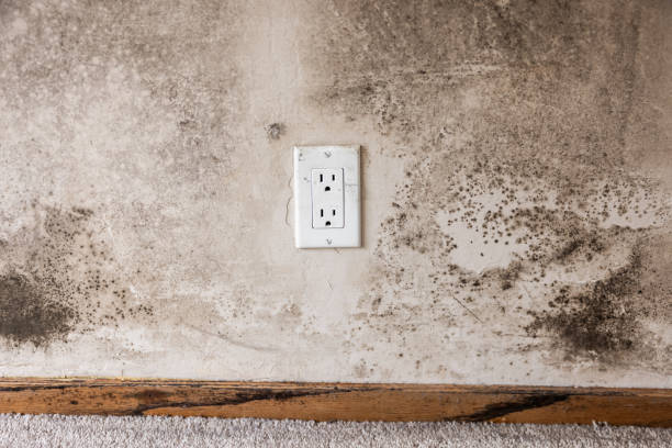 Reliable Greenbriar, FL Mold Removal Solutions