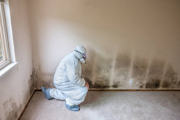 Environmental Consulting for Mold Prevention in Greenbriar, FL
